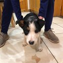 Border collie pup for sale -0