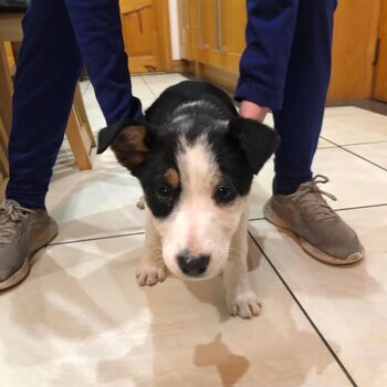 Border collie pup for sale 