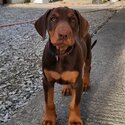 Doberman pups-1