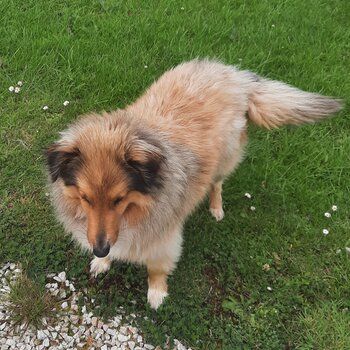 Loving Female Shetland Sheepdog 3 Years