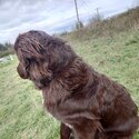 Newfoundland Purebred 8 month Old Female-1