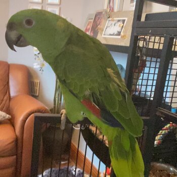 Yellow naped amazon