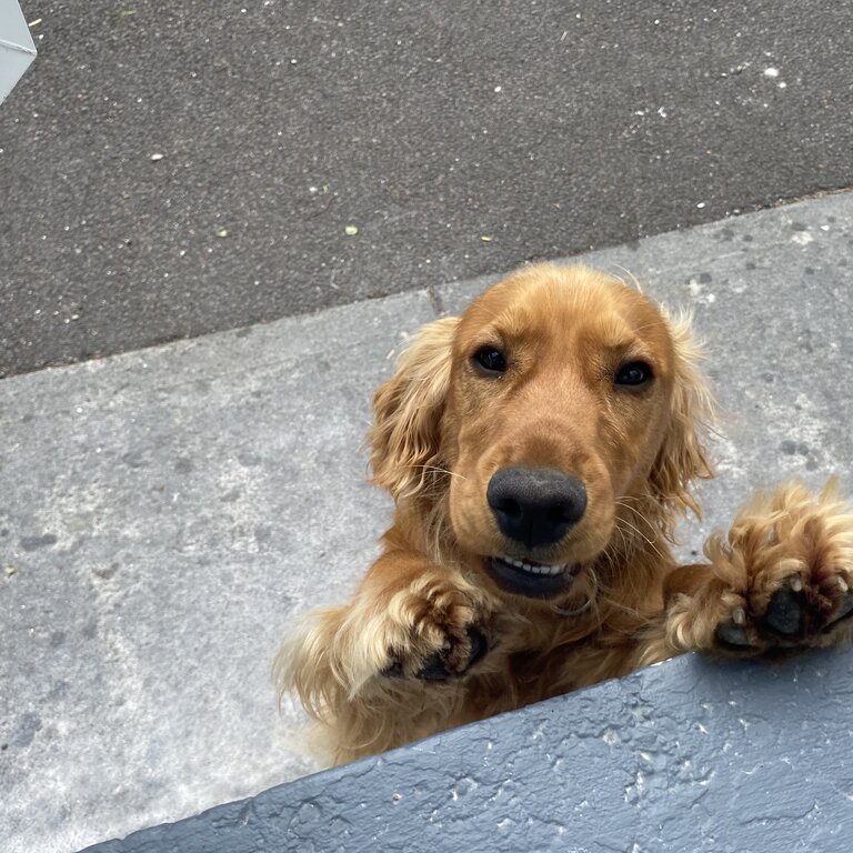 Cocker Spaniel Puppy