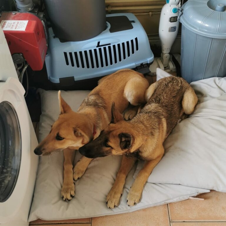 Female German Shepherd Pups