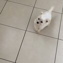 Tiny Maltese cross jackchi puppies 10 weeks old-2