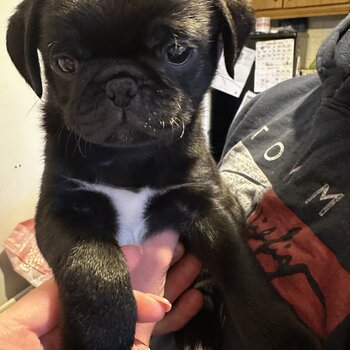 Boy pug 