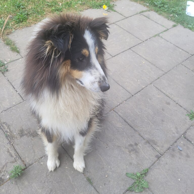 Playful Tricolor Shetland Male