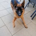 German shepherd male boy-1