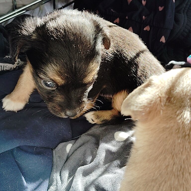 1 male long hair chihuahua and 1 girl short hair chihuahua 