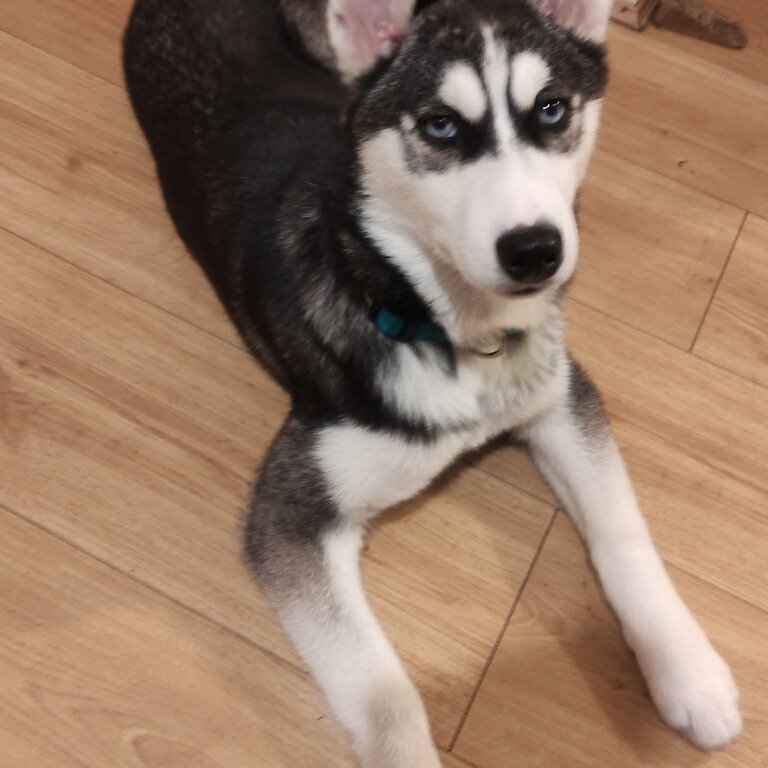 Beautiful Husky puppy 