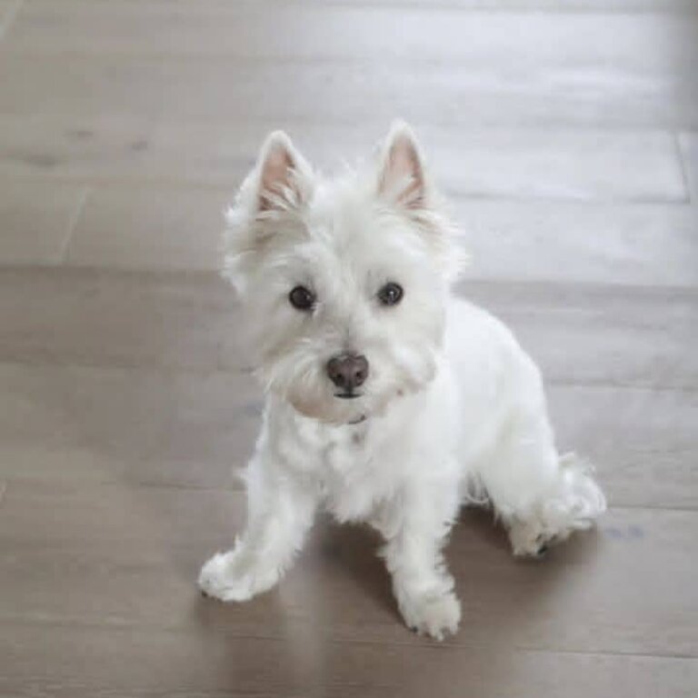 Adorable Westie Puppies available 