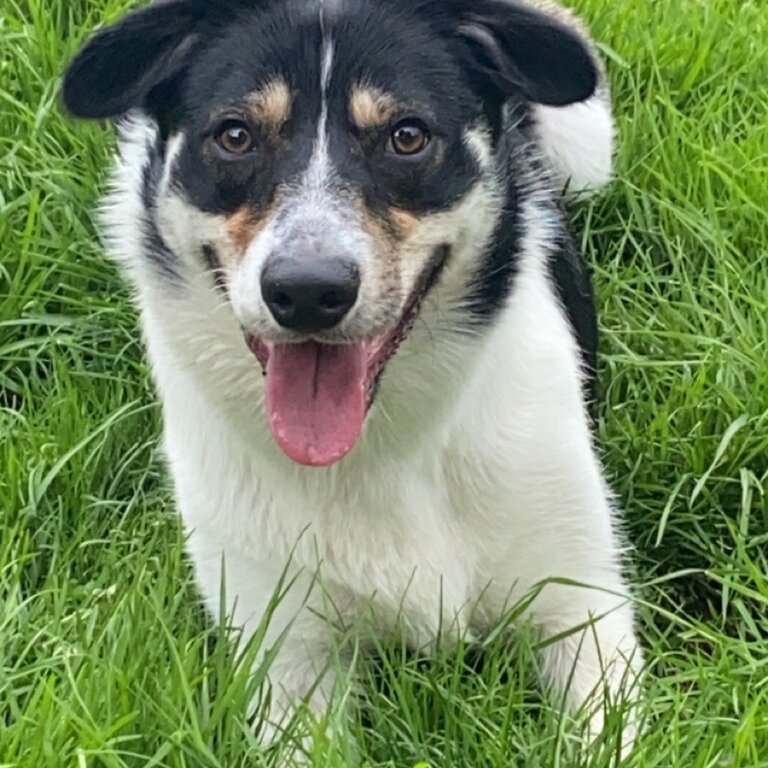 Collie for sale ideal for farmers 