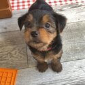 Yorkshire terrier puppies-2