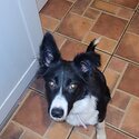 10 month old border collie-4