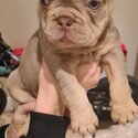 French bulldogs -5