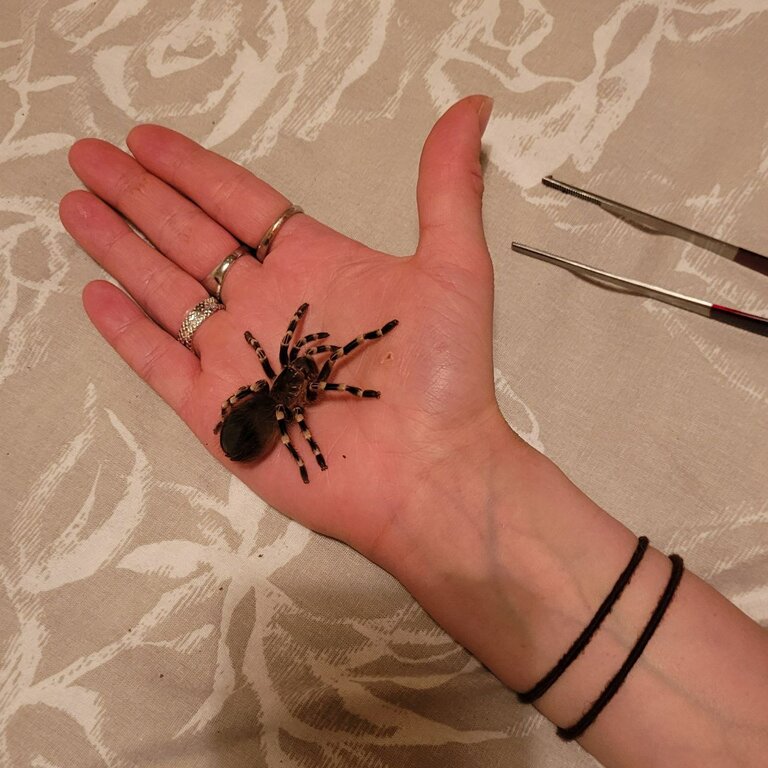 Giant White Knee Tarantula