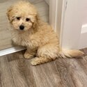 Male cockapoo for sale -0