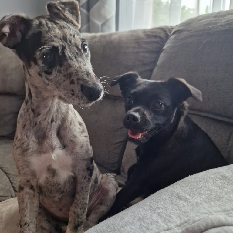 Blue merle lurcher