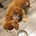 Female cocker spaniel for sale-1