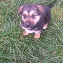 GERMAN SHEPHERD FOR SALE -4