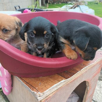 Jack Russel cross puppies