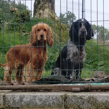 Cocker spaniels 