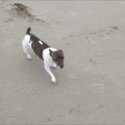 Mini jack Russell-3