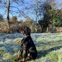 Gordon setter for rehoming-1