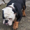 Beautiful,  playful Male Bulldog, has all paperwork and is neutered. -3