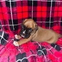 American fawn purebred boxer-1