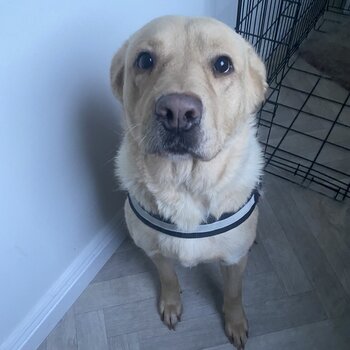 Beautiful Friendly Labrador To Rehome