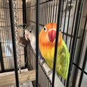 Active and Energetic Lovebirds-0