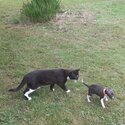 Italian greyhound pups-1