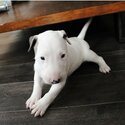 Amazing Bull-terrier puppies.-1