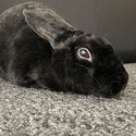 Rabbit for adoption -0