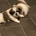 Shih tzu pups-3