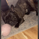 Brindle French Bulldog Male-2