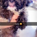 3 shih tzu puppies for sale 1 female and 2 male -1