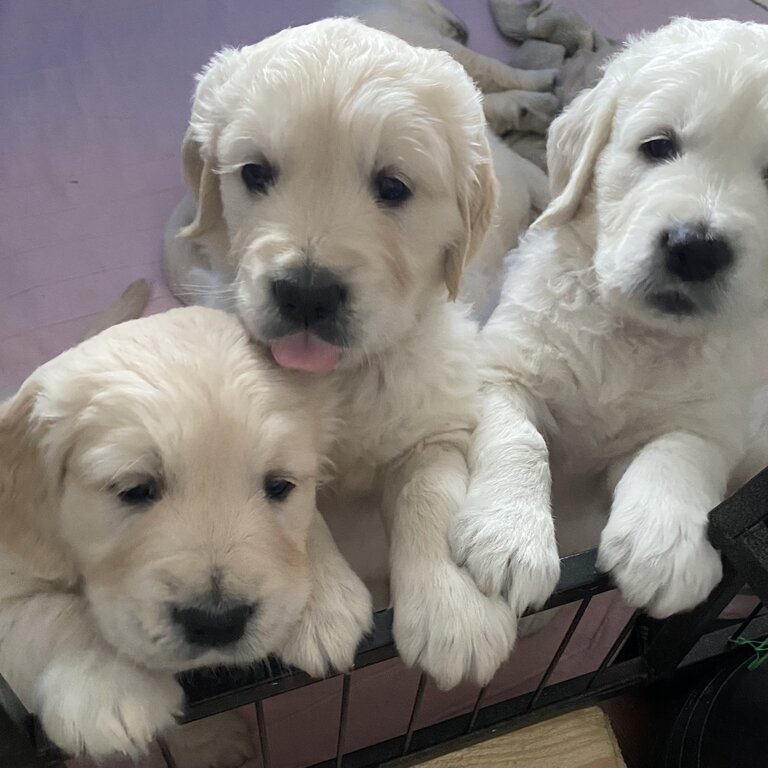 Beautiful Golden Retriever Puppies 