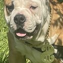 Free adoption rehoming old English bulldog -3