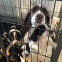 Beautiful purebred springer spaniel pups for sale -2