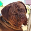 Beautiful DDB French Mastiff -5