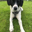 Handsome Loki.  A 2 year old Cocker x Jack Russell. -1