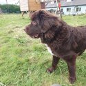 Newfoundland Purebred 8 month Old Female-3