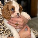 King Charles Spaniel Female Puppy-3