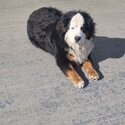 Bernese Mountain Dog-2