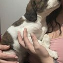 Jack Russel pup looking for a new home ASAP-2