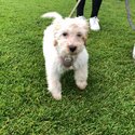 Cockapoo for sale-1