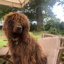 Irish water Spaniel x Bernese mountain dog puppies for sale-5