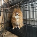 Pomeranian x Chihuahua For Sale-1